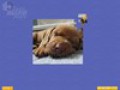 Ingyenesen letölthető Super Jigsaw Puppies mintakép 3
